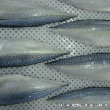 Filetes de pescado congelado de filete de exportación china Filetes de caballa de pescado